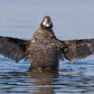 Harlequin Duck